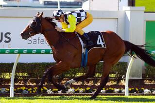 Purple Sector (NZ) Dominates in the G3 Rough Habit Plate at Doomben on Saturday. 
